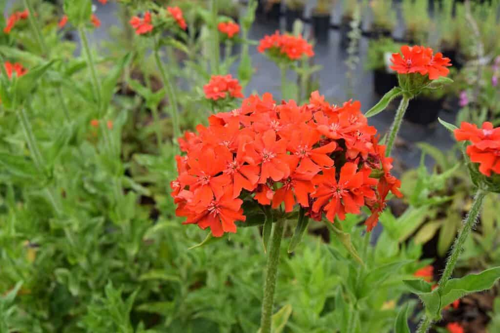 Lychnis chalcedonica ---
